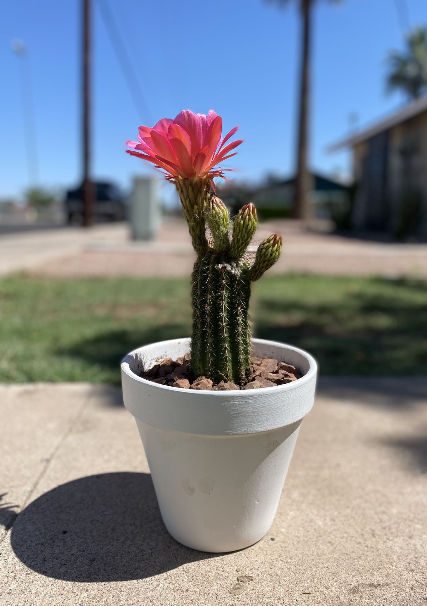Torch Cactus Trichocereus Grandiflorus Plant