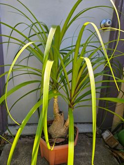 Beautiful Ponytail Plant