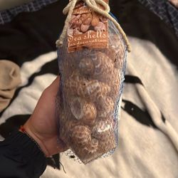 Sea Shells