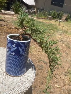 Bonsai plants  for sale $45 each