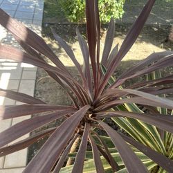 Plant