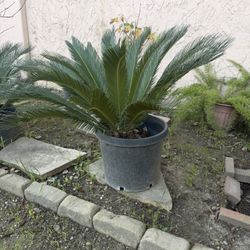 Sago Palm 