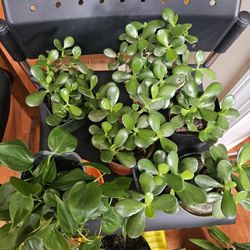 Jade Plants 