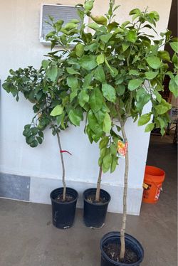 Ruby Red Grapefruit Trees 4 1/2 The Tall $69 Each Price Firm