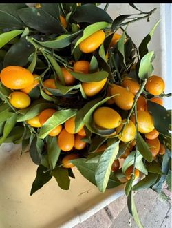 Kumquat
