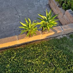 Agave 