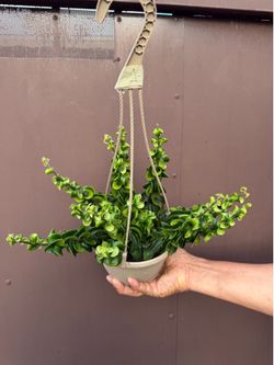 6” twisted lipstick plant ( different from the curly lipstick)