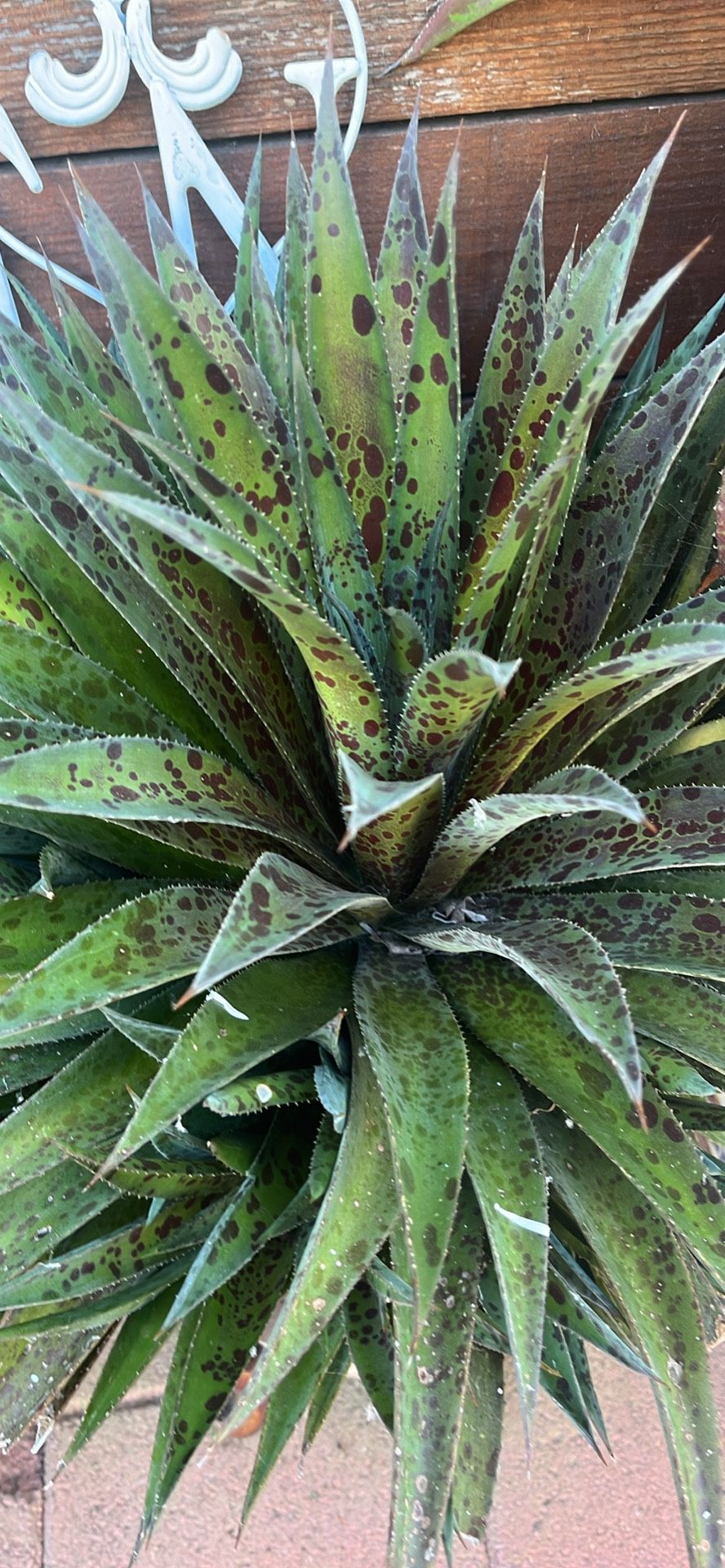 Pineapple agave