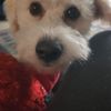 Mika