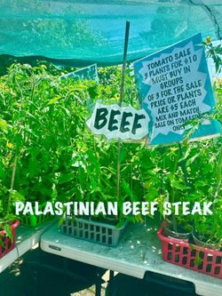  🍅 HUGE End-of-Season Sale – Organic Heirloom Tomatoes! 🍅 4 plants for $10