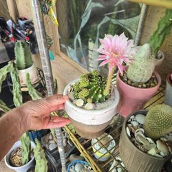 Blooming Cactus In New 6in Ceramic Pot With Shells And Sand