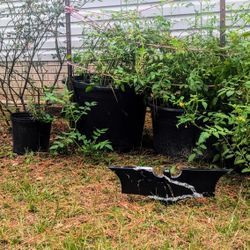 Bat Man Style Quartz Logo