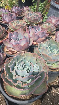 Succulent or Echeverias