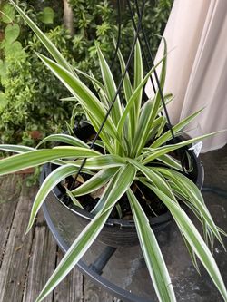 Spider Plant In Hanging Pot