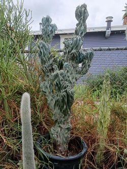 Monstrosis cactus plant
