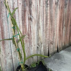 Dragon Fruit Plant-American Beauty variety