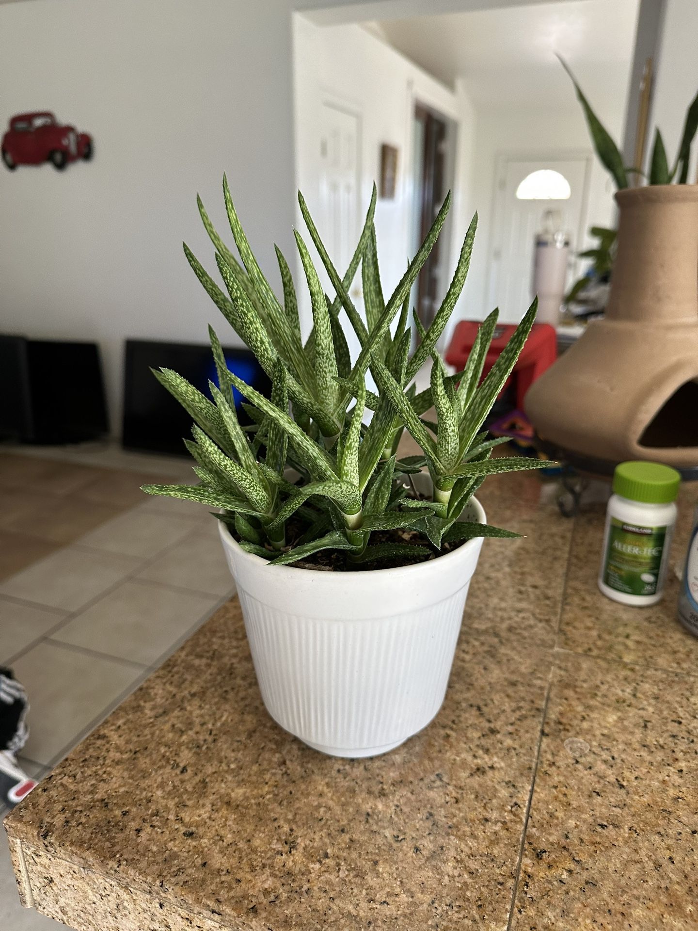 Plants for Sale 