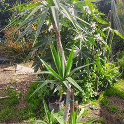 Yucca Tree Plant