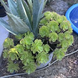 Extremely Heavy And Large Succulent For Sale