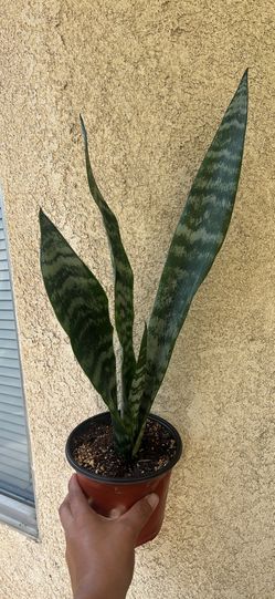San Siberia , snake plant