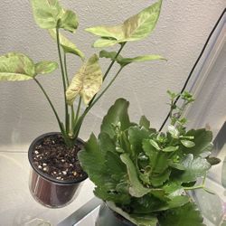 Two Plants - One Price 