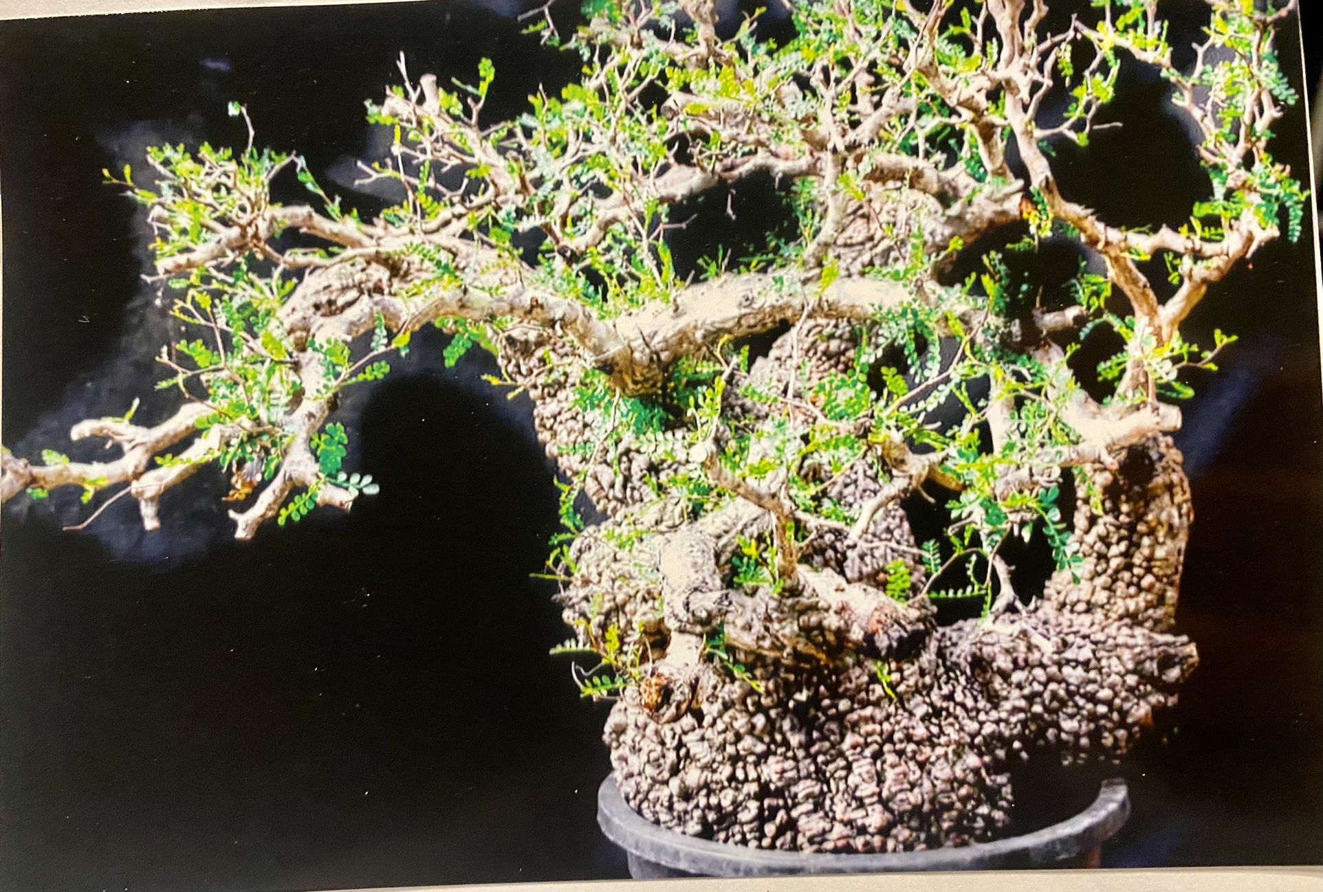 Operculicarya pachypus bonsai tree for sale