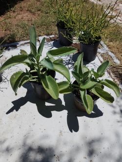 Free Firestick and Mother of Thousands