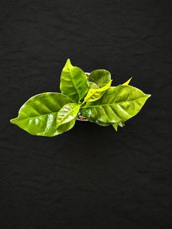 Young Arabica Coffee Plant Cluster (Coffea arabica) – Multi-Plant Pot