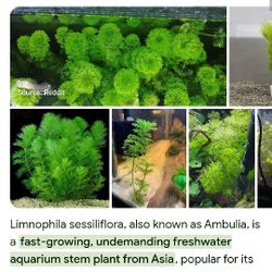 Plants For Pond and Aquarium 