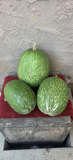 Chilacayote organic