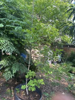Red Oak Tree