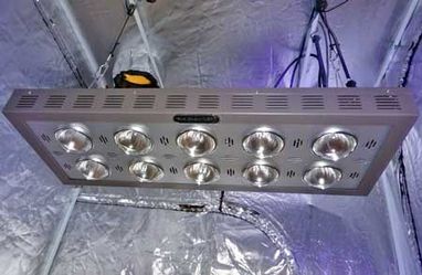 Led Grow Light + Fast Buds "Gorilla Cookies" or "Tropicanna Cookies"