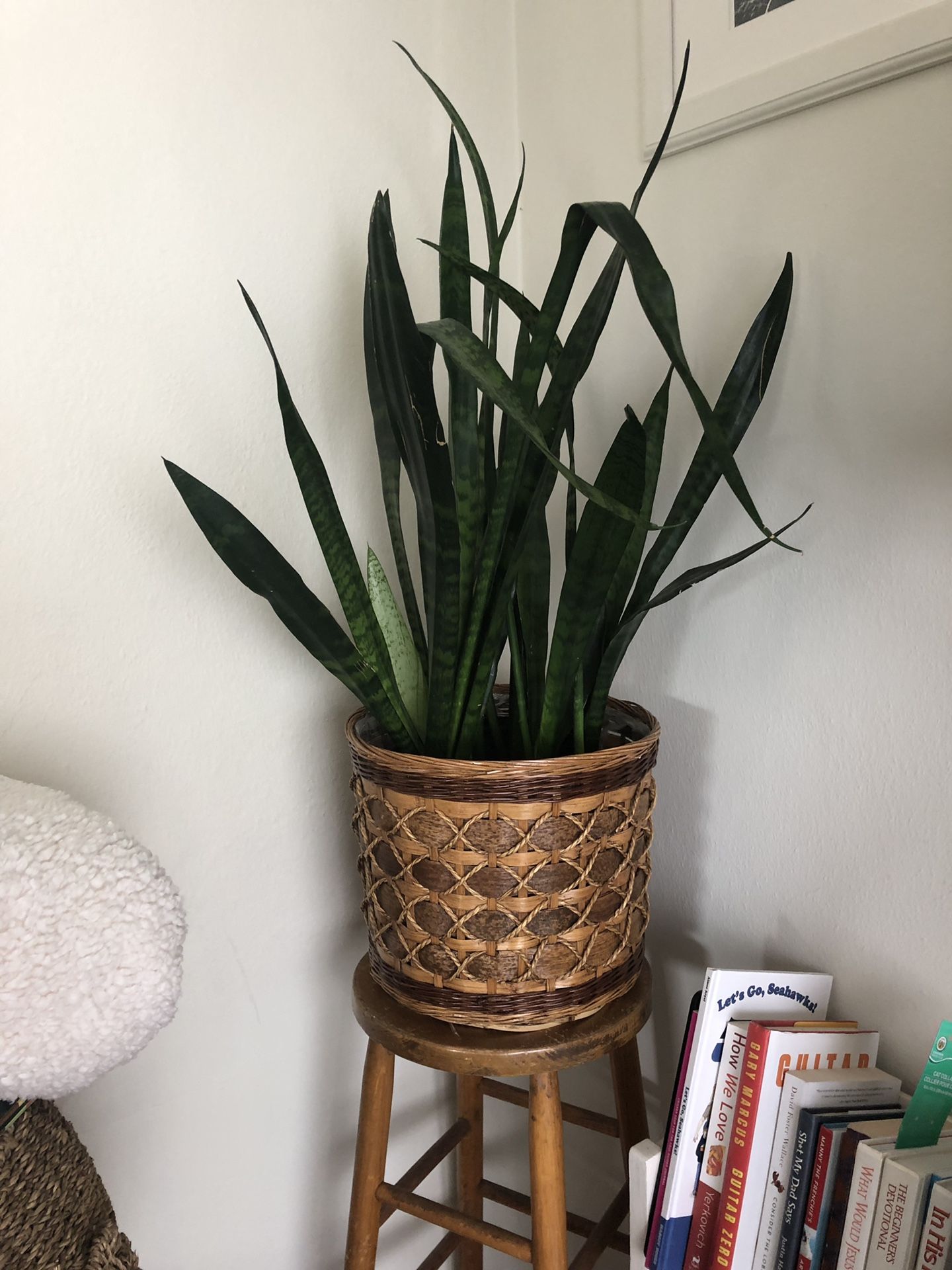 Woven basket (bamboo?) plant holder -$40 if you want the plant as well