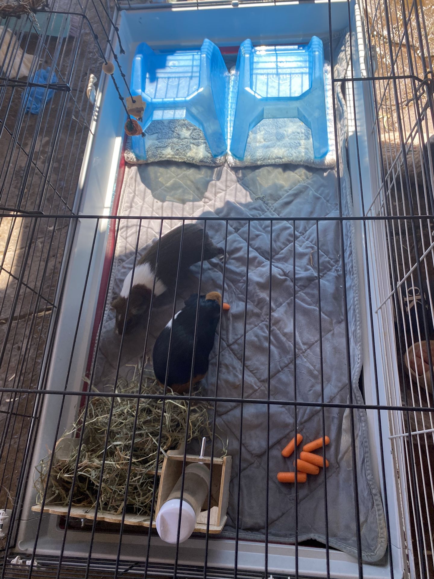 Guinea Pig Cage