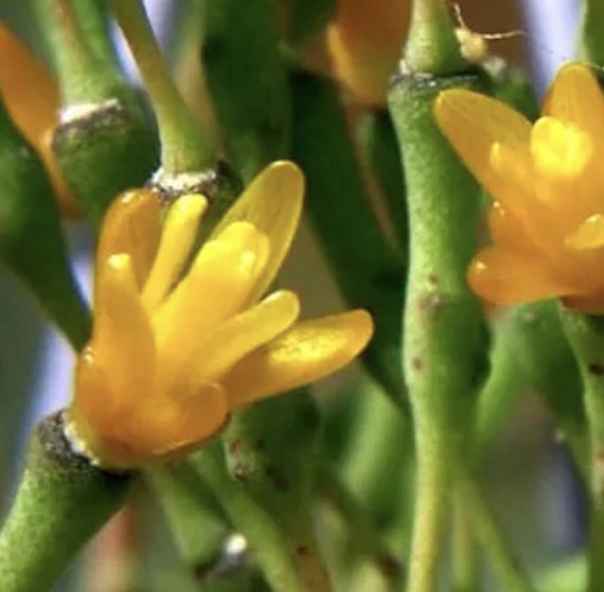 Phipsalis Capilliformis “ Dancing Bones” Cactus In Plactic Pot 3"H. Has Yellow Flowers In Winter.