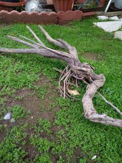Natural Driftwood For Aquariums Terrariums Decor Etc 