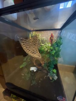 Crested gecko enclosure