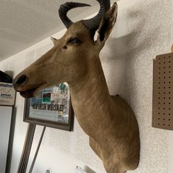 Taxidermy Hartebeest Wall Mount