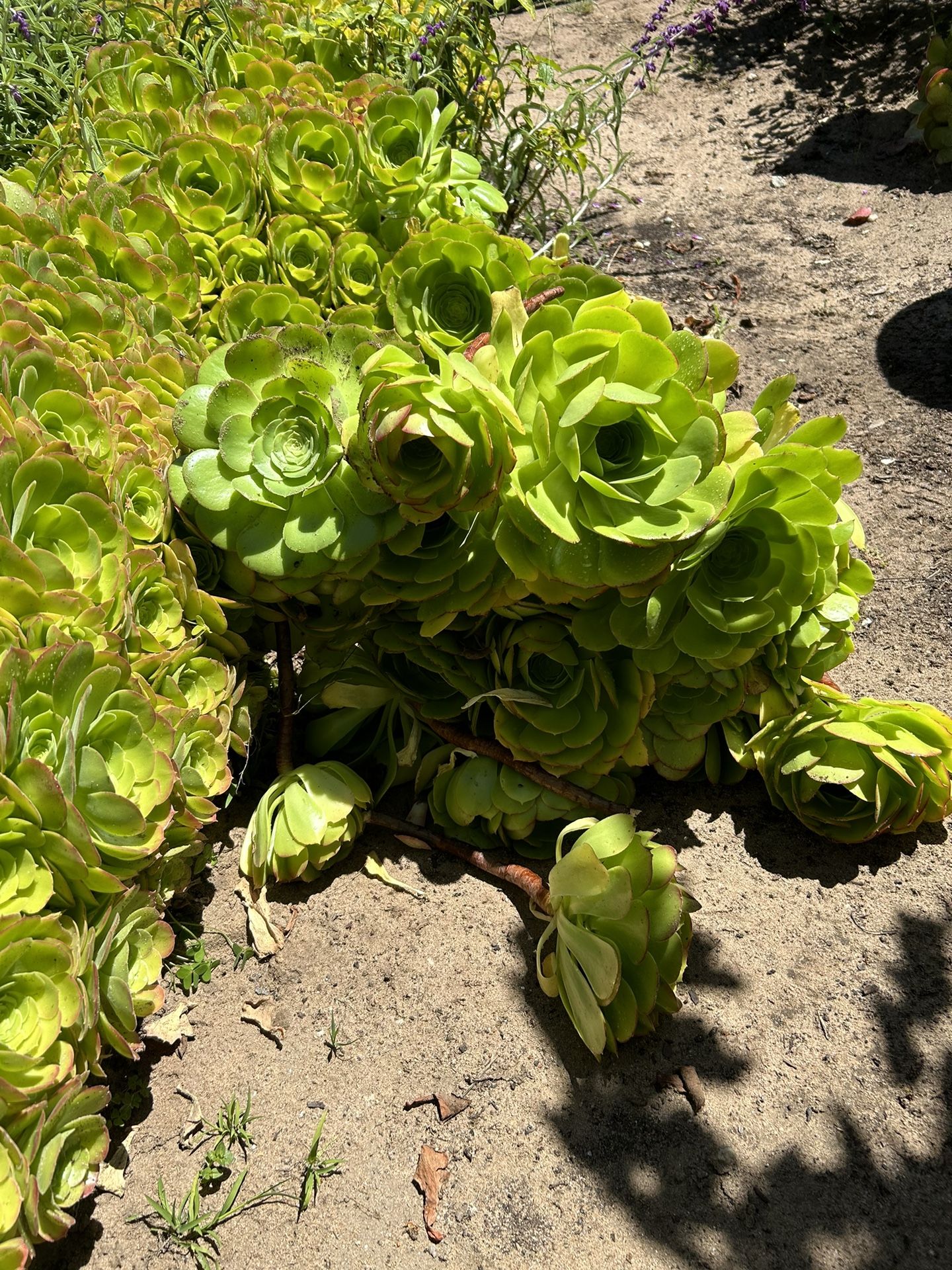 Succulent cuttings