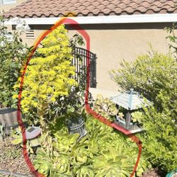 Large Succulent Plant