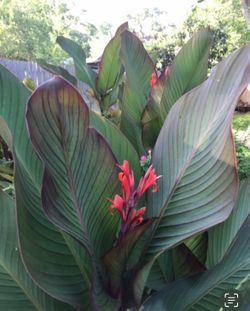 Purple And Green Variegated Leafed Canna with Red Flowers