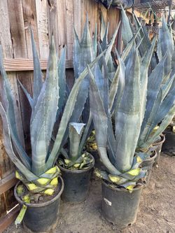 Bonitas Plantas Naturales de maguey