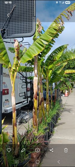 Banana Cavendish Tree