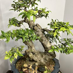 Bonsai For Sale Call For  Brice ?