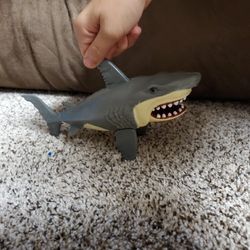 Shark