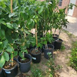 Grafted Avocado HASS TREES 3GALLON 