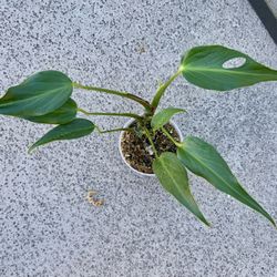 Monstera Burle Marx Flame