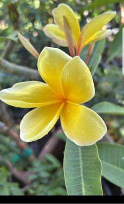 🔥 HAWAIIAN AZTEC GOLD UoH Plumeria RARE FIND IN CALIFORNIAr