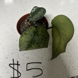 Plants For Sale 