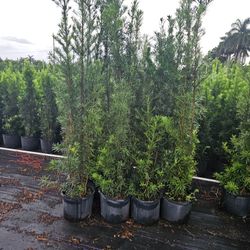 podocarpus  over 6 to 7 feet tall Instant  Privacy Hedge For Fence Green Full 